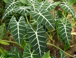 Alocasia Green Velvet, Elephant Ears
Garden Design
Calimesa, CA