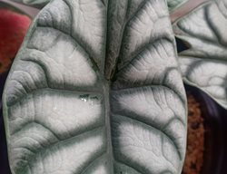 Alocasia Grey Dragon, Alocasia Maharani, Jewel Alocasia
Shutterstock.com
New York, NY