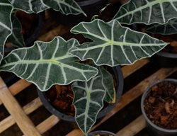 Alocasia Polly, Alocasia Amazonica 'polly'
Shutterstock.com
New York, NY