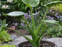 Alocasia 'tiny Dancers', Small Alocasia Plant 
Millette Photomedia

