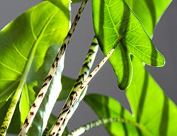 Alocasia Zebrina, Striped Pant Stems
Shutterstock.com
New York, NY