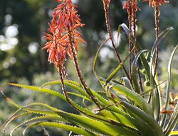 Aloe, Aloe Plant, Succulent
Shutterstock.com
New York, NY