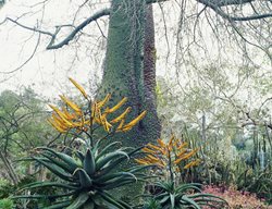 Aloe Marlothii
Huntington Botanical Gardens
San Marino, CA