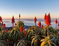 Aloe Plant, Aloe Plant In Bloom
Shutterstock.com
New York, NY