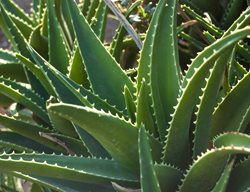 Aloe Vera, Aloe Barbadensis
Shutterstock.com
New York, NY