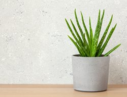 Aloe Vera, Aloe Houseplant
Shutterstock.com
New York, NY