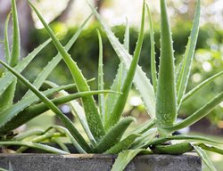 Aloe Vera Plant, Aloe Houseplant
Shutterstock.com
New York, NY