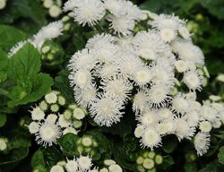 Aloha White Floss Flower, 
Millette Photomedia

