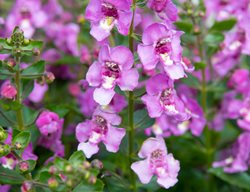 Alonia Pink Flirt Angelonia, Pink Flowers
Shutterstock.com
New York, NY