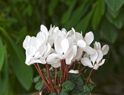 Alpine Cyclamen, Cyclamen Alpinum
Shutterstock.com
New York, NY