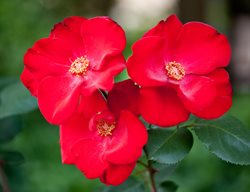 Altissimo, Climbing Rose, Red Rose
Shutterstock.com
New York, NY