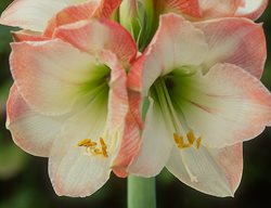Amaryllis, Bulb, Apple Blossom
Garden Design
Calimesa, CA