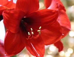 Amaryllis Flower, Christmas Flower
Shutterstock.com
New York, NY
