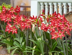 Amaryllis In Garden, Red And White Amaryllis
Shutterstock.com
New York, NY