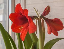 Amaryllis In Window, Red Amaryllis Flower
Shutterstock.com
New York, NY