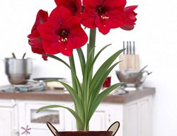 Amaryllis Kit, Amaryllis Plant
Van Zyverdn
