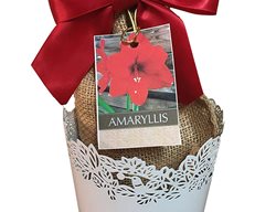 Amaryllis Kit
Garden Design
Calimesa, CA