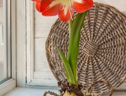 Amaryllis Minerva, Hippeastrum
Shutterstock.com
New York, NY