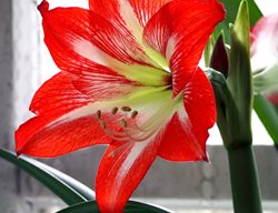 Amaryllis, Red Flower
Shutterstock.com
New York, NY
