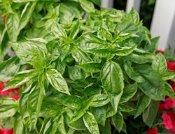 Amazel Basil, Herb, Kitchen Garden
Proven Winners
Sycamore, IL