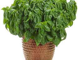 Amazel Basil In Pot, Ocimum, Basil Plant
Proven Winners
Sycamore, IL