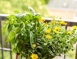 Amazel Basil & Marigold, Basil & Marigold
Proven Winners
Sycamore, IL