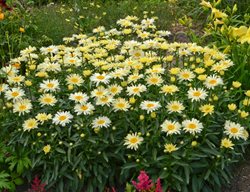 Amazing Daisies Banana Cream, Shasta Daisy, Yellow Flower, Leucanthemum
Proven Winners
Sycamore, IL