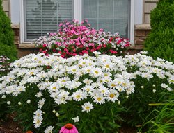 Amazing Daisies Daisy May, Shasta Daisy, White Flower, Leucanthemum
Proven Winners
Sycamore, IL