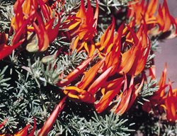Amazon Sunset Lotus Vine, Lotus Berthelotii, Parrot's Beak Flower
Proven Winners
Sycamore, IL