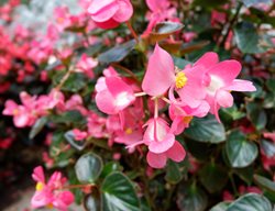 Ambassador Series Pink Begonia, Wax Begonia
Shutterstock.com
New York, NY