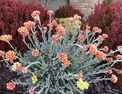 'amber Clusters' Helichrysum
Garden Design
Calimesa, CA