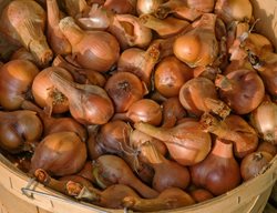 Ambition Shallot, High Yield Shallot
Garden Design
Calimesa, CA