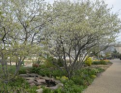 Amelanchier And A Small Pond At Bartholdi Park
Garden Design
Calimesa, CA