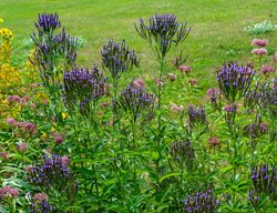 American Blue Vervain, Verbena Hastata
Shutterstock.com
New York, NY