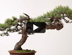 American Bonsai 
Garden Design
Calimesa, CA