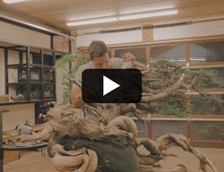 American Bonsai 
Garden Design
Calimesa, CA