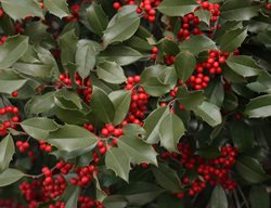 American Holly Tree, Ilex Opaca
Shutterstock.com
New York, NY