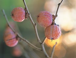 American Persimmon, Diospyros Virginiana
Garden Design
Calimesa, CA