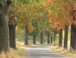 American Trees
Garden Design
Calimesa, CA