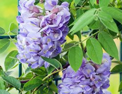 American Wisteria, Amethyst Falls, Native Wisteria
Alamy Stock Photo
Brooklyn, NY