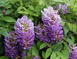 American Wisteria, Longwood Purple
Millette Photomedia
