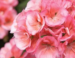 Americana Salmon Geranium, Zonal Geranium, Pelargonium Zonale
Proven Winners
Sycamore, IL