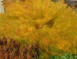 Amsonia In Fall, Arkansas Blue Star In Fall
Walters Gardens
