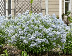Amsonia 'storm Cloud'
Proven Winners
Sycamore, IL