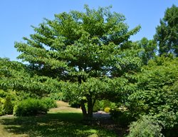 Amur Maple Tree, Acer Ginnala
Shutterstock.com
New York, NY