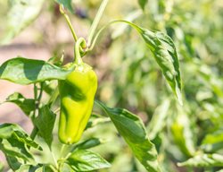 Anaheim Pepper Plant, Cubanelle Pepper
Shutterstock.com
New York, NY