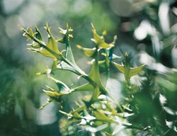 Anchor Plant, Colletia Paradoxa
Western Hills Garden
Occidental, CA