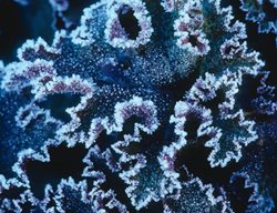 Andrew_lawson-Mmgi
Garden Design
Calimesa, CA