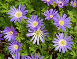 Anemone Blanda, Anemone Flower
Garden Design
Calimesa, CA