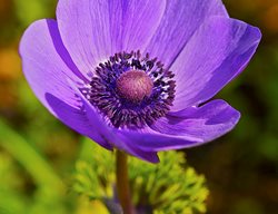 Anemone Poppy, Anemone Coronaria
Garden Design
Calimesa, CA